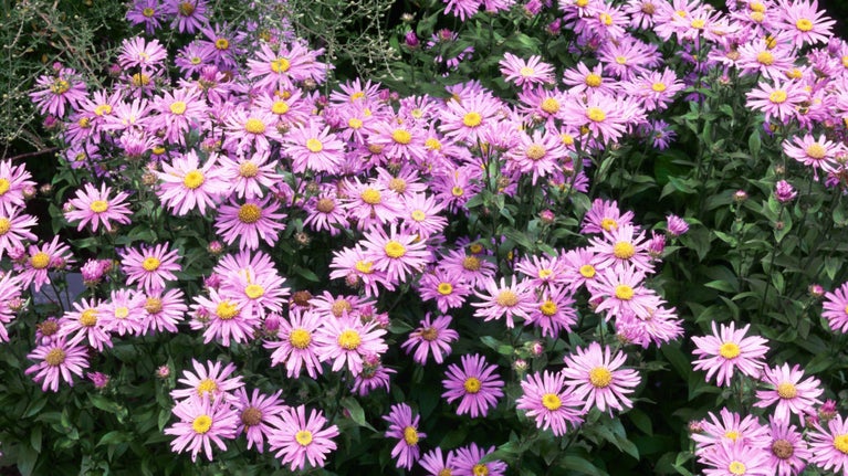 Aster frikartii `Jungfrau', pinkish purple flower heads with yellow centres, in the aster border at Upton House, Warwickshire